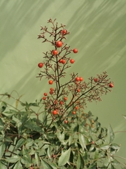Nandina domestica