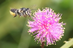 Mimosa microphylla
