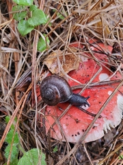 Helminthoglypta umbilicata