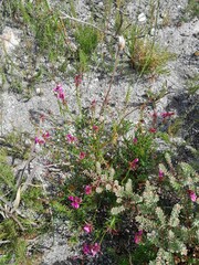 Indigofera capillaris