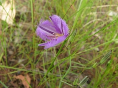 Thysanotus banksii