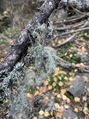 Usnea florida
