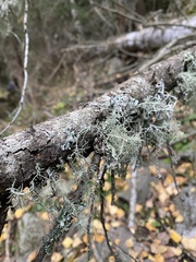 Usnea florida