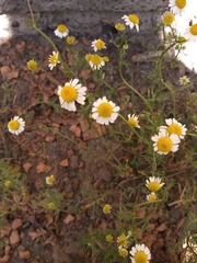 Matricaria chamomilla