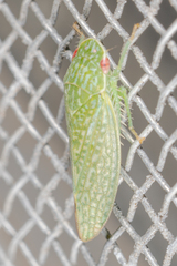 Rugosana