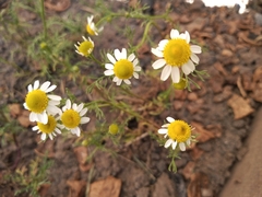 Matricaria chamomilla