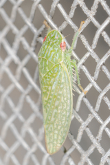 Rugosana