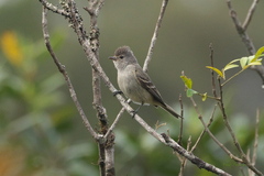 Elaenia