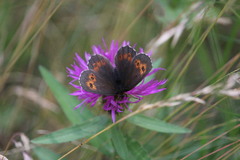 Erebia