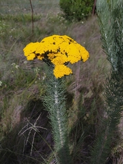 Euryops