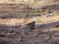 Aphelocephala leucopsis