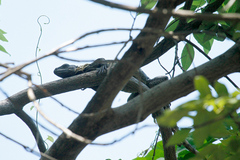 Ctenosaura pectinata