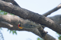 Melanerpes chrysogenys
