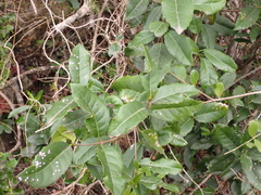 Elaeodendron croceum