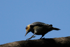 Melanerpes chrysogenys