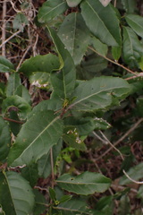 Elaeodendron croceum