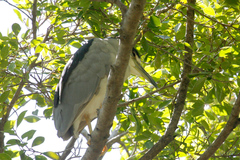Nycticorax nycticorax