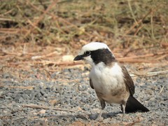 Eurocephalus ruppelli