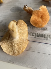 Hydnum rufescens