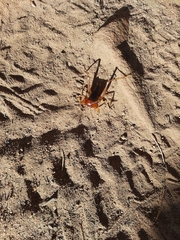 Henicus monstrosus