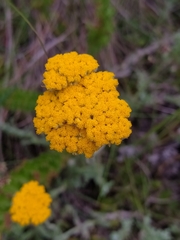 Helichrysum odoratissimum