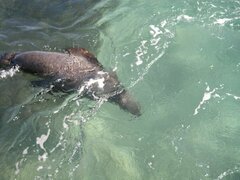 Neophoca cinerea