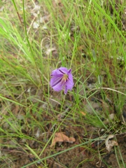 Thysanotus banksii