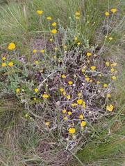 Helichrysum odoratissimum