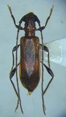Obrium cantharinum