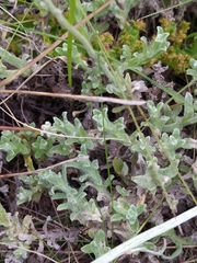 Helichrysum odoratissimum