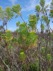 Hymenolepis