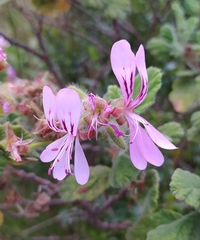 Pelargonium panduriforme