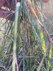 Sporobolus compositus