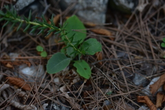 Petrosedum ochroleucum