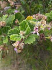 Pelargonium panduriforme