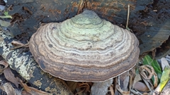 Fomes fomentarius