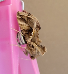 Chrysodeixis includens