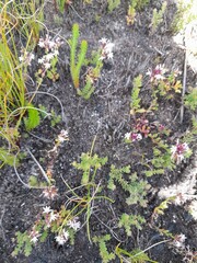 Lobelia jasionoides