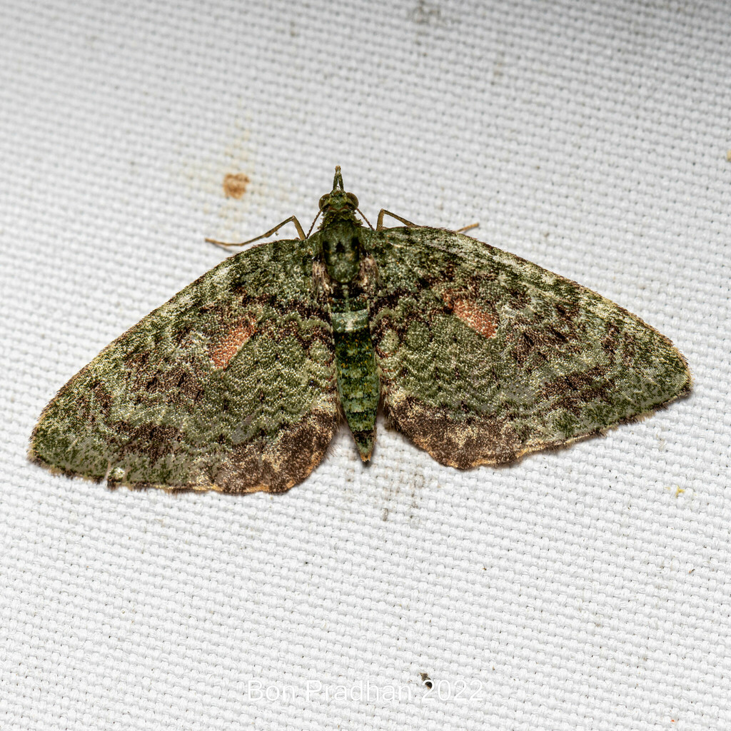 Chloroclystis papillosa