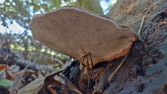 Fomes fomentarius