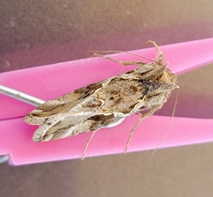 Chrysodeixis includens