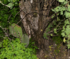 Lycium boerhaviifolium