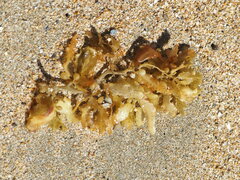 Sargassum ilicifolium
