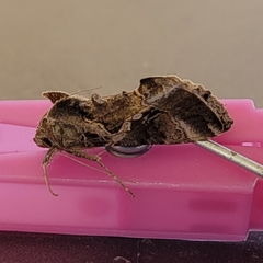 Chrysodeixis includens