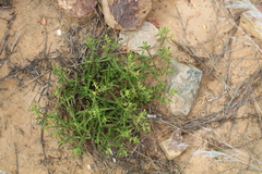 Mesembryanthemum longistylum