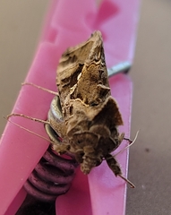 Chrysodeixis includens