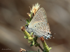 Deudorix livia