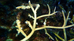 Acropora cervicornis