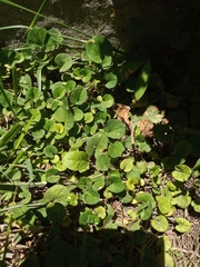 Dichondra repens