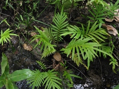 Pteris vittata